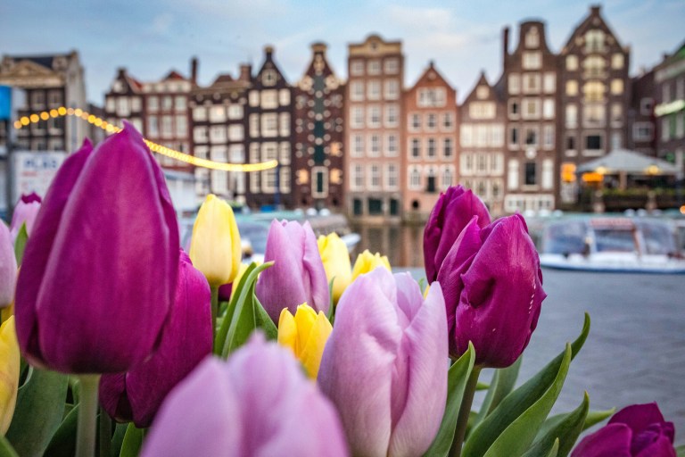 Tulips and Amsterdam buildings on canal, must see things to do in Amsterdam.